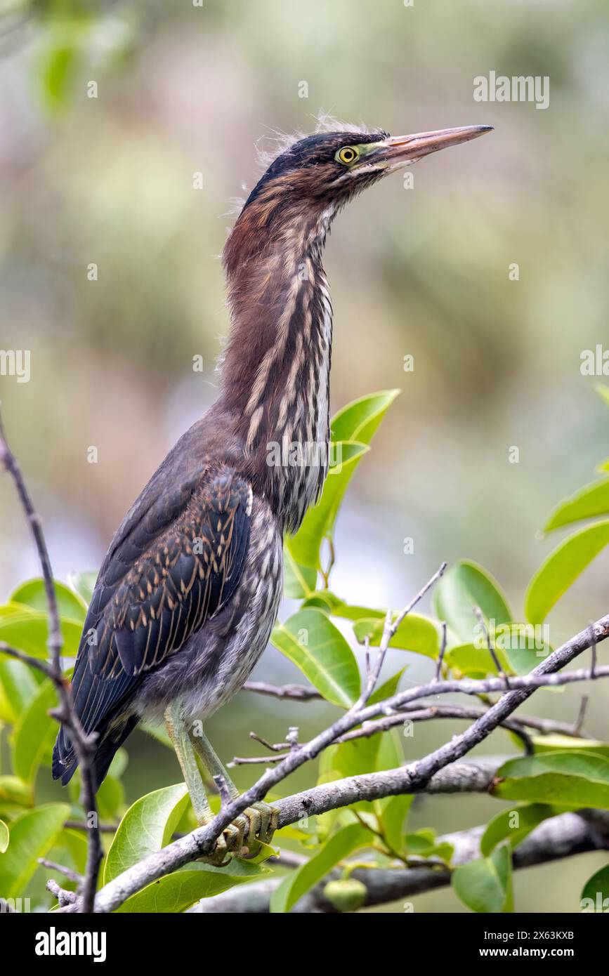 Héron vert juvénile (Butorides virescens) - Green Cay Wetlands, Boynton Beach, Floride, États-Unis Banque D'Images