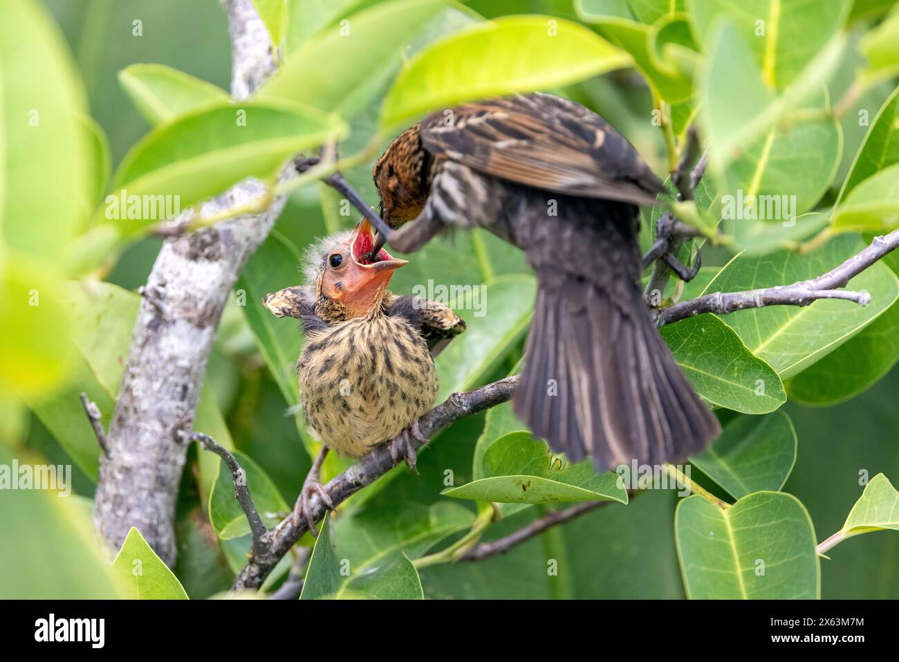 Femelle à ailes rouges (Agelaius phoeniceus) nourrissant le poussin - Green Cay Wetlands, Boynton Beach, Floride, États-Unis Banque D'Images