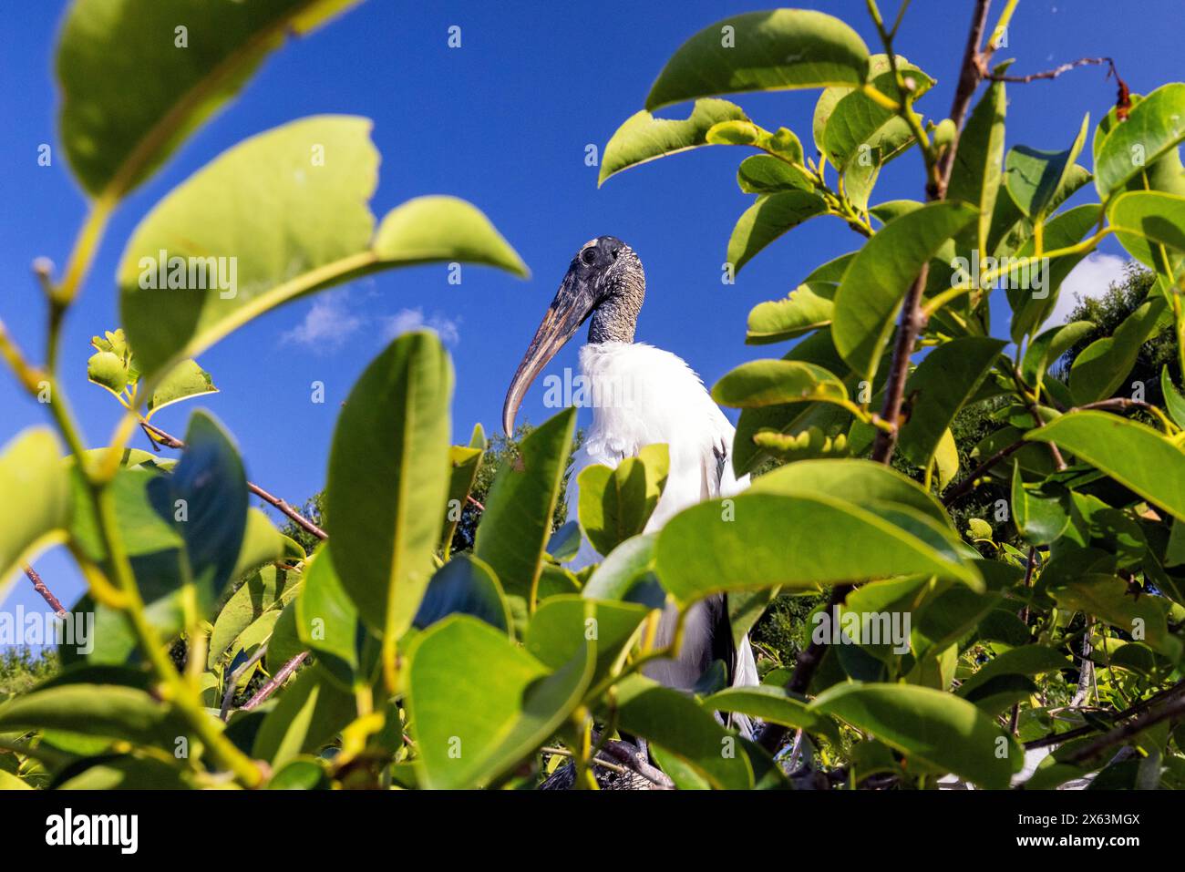 Cigogne des bois (Mycteria americana) - Wakodahatchee Wetlands, Delray Beach, Floride, États-Unis Banque D'Images