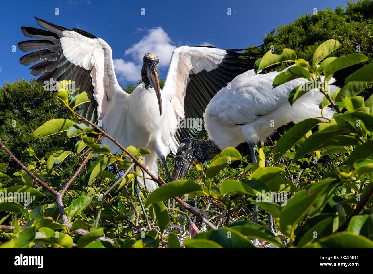 Cigogne des bois (Mycteria americana) couple sur le nid - Wakodahatchee Wetlands, Delray Beach, Floride, États-Unis Banque D'Images