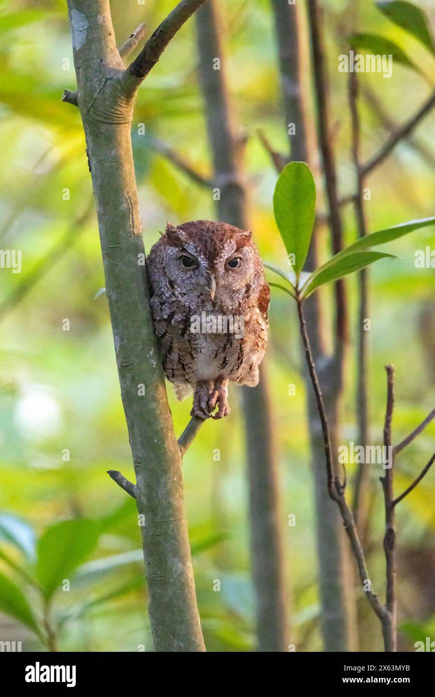 Eastern Screech-Owl (Megascops asio) - Green Cay Wetlands, Boynton Beach, Floride, États-Unis Banque D'Images