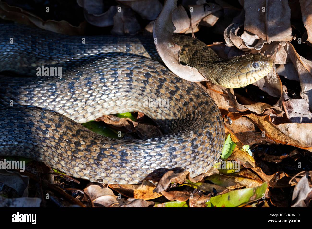 Couleuvre verte de Floride (Nerodia floridana) - Wakodahatchee Wetlands, Delray Beach, Floride, États-Unis Banque D'Images