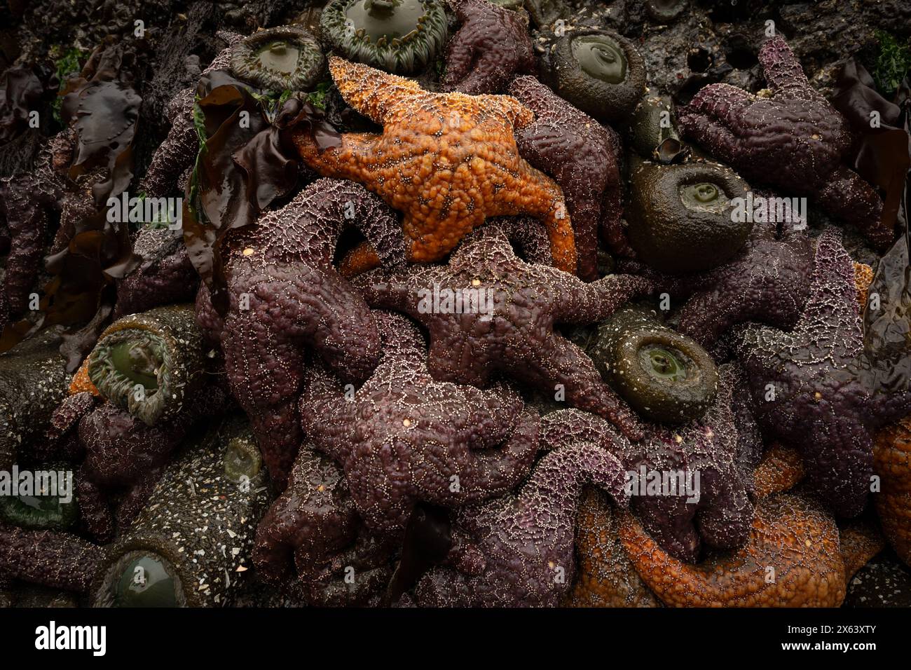 Orange ocre Sea Star au sommet d'Un tas d'étoiles violettes de la mer le long de la côte de l'Oregon Banque D'Images