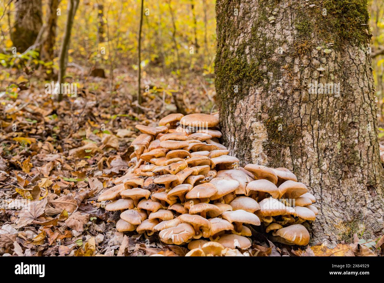 Gros plan d'un champignon à Arkansas Banque D'Images