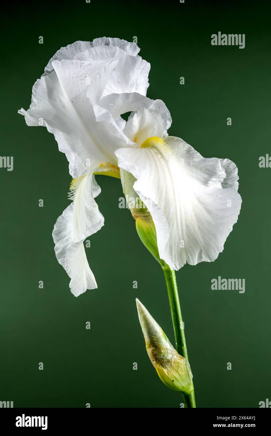 Belle immortalité d'iris blanc florissant sur un fond vert. Gros plan de la tête de fleur. Banque D'Images