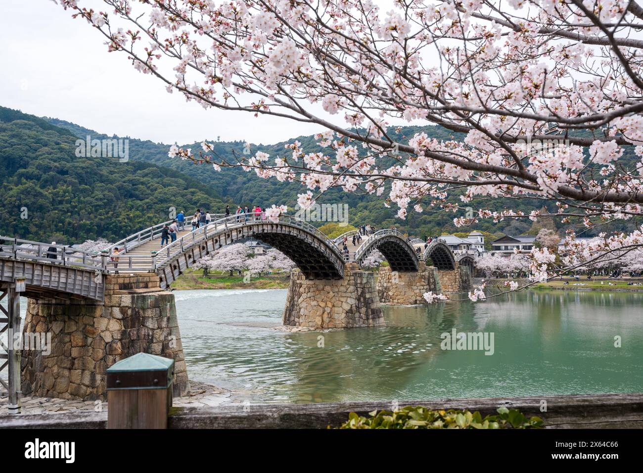Préfecture de Yamaguchi, Japon - 5 avril 2024 : les gens apprécient les cerisiers en fleurs le long de la rive de la rivière Nishiki. Iwakuni Kintai Bridge Sakura Festival. Banque D'Images