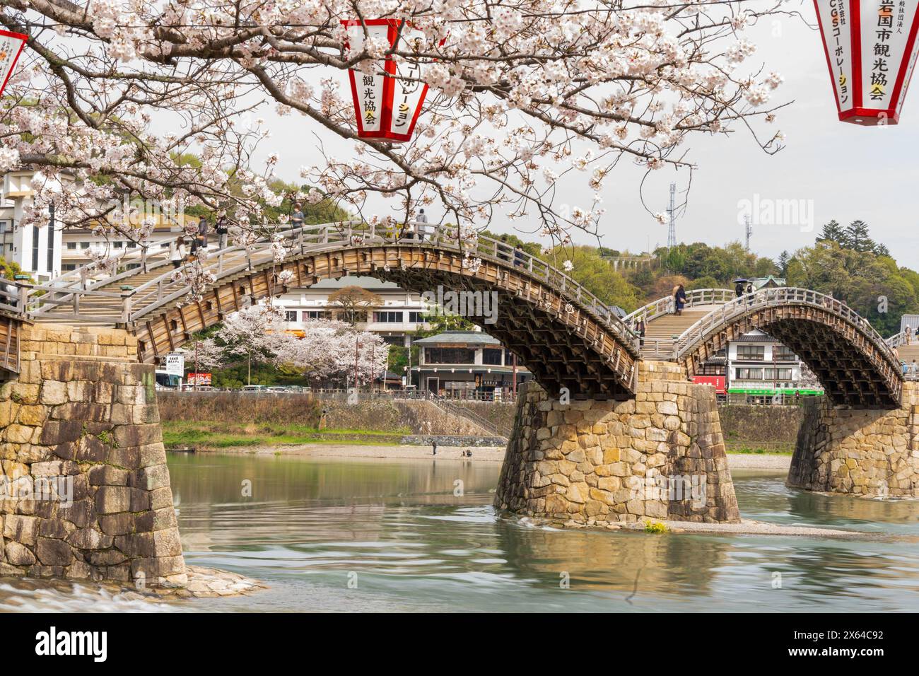 Kintai Bridge Sakura Festival. Les cerisiers fleurissent le long de la rive de la rivière Nishiki. Iwakuni, préfecture de Yamaguchi, Japon. Banque D'Images