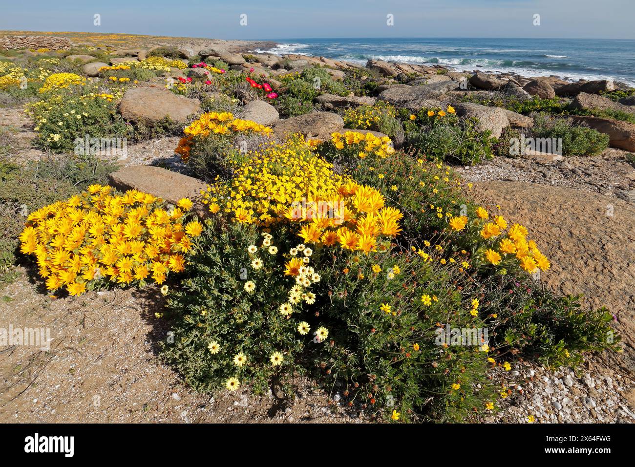 Fleurs sauvages côtières colorées en fleurs printanières, Namaqualand, Cap Nord, Afrique du Sud Banque D'Images