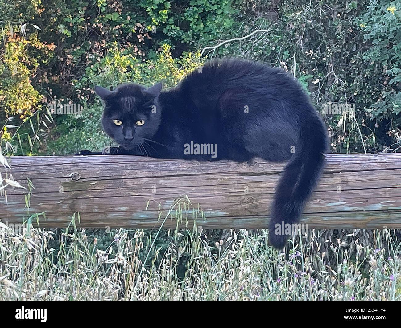 Chat noir dans la nature regardant la caméra. Banque D'Images