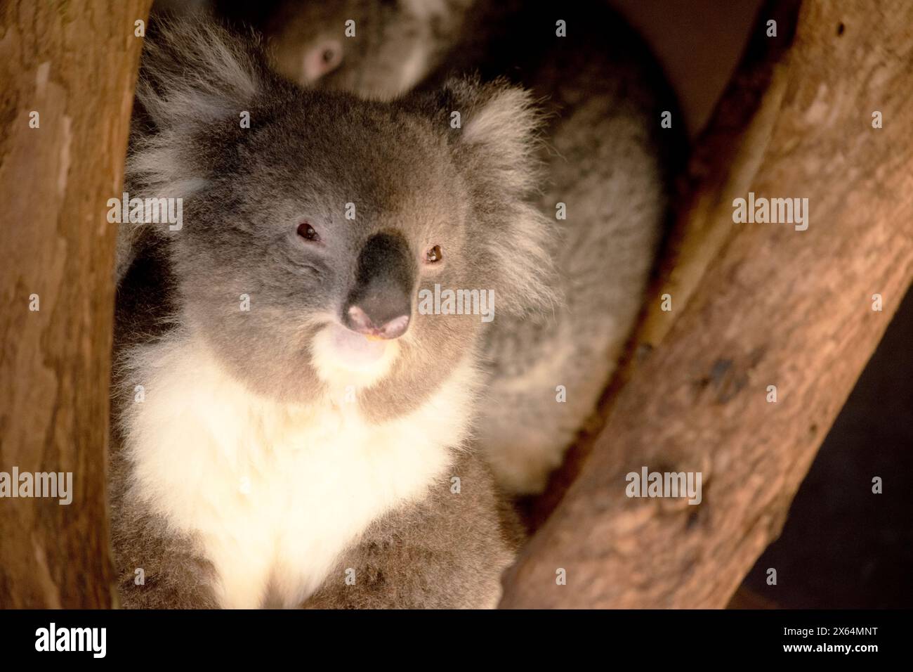 Le Koala a une grande tête ronde, de grandes oreilles de fourrure et un gros nez noir. Leur fourrure est habituellement de couleur gris-brun avec la fourrure blanche sur la poitrine, les bras intérieurs, Banque D'Images