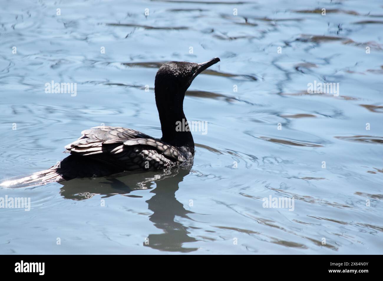 le petit cormoran noir est un oiseau de mer totalement arrière Banque D'Images