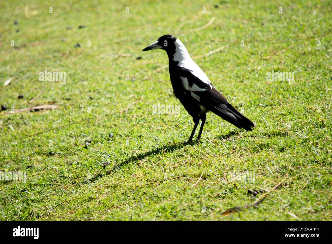 Le magpie est un oiseau distinctif, avec des marques de noir brillant et de blanc brillant. Banque D'Images