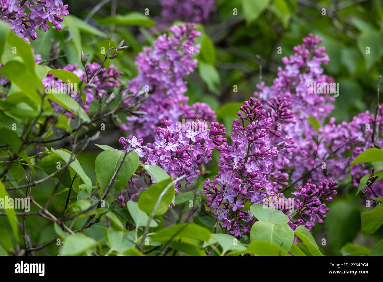 Fond de texture abstraite plein cadre de fleurs et de bourgeons sur un buisson de lilas persan (syringa persica) Banque D'Images