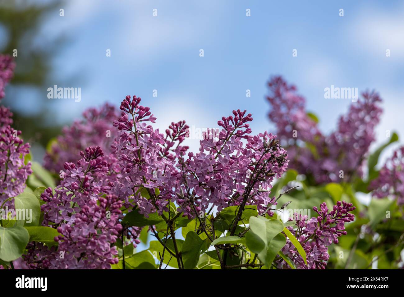 Fond de texture abstraite plein cadre de fleurs et de bourgeons sur un buisson de lilas persan (syringa persica) Banque D'Images