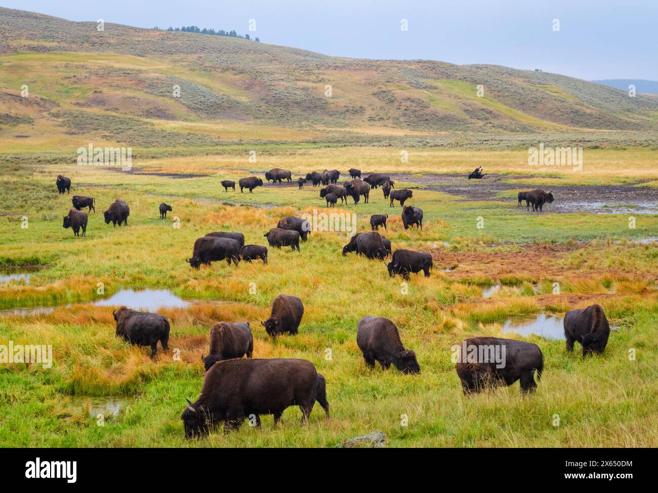 Un troupeau de bisons à Lamar Valley dans le parc national de Yellowstone, États-Unis Banque D'Images