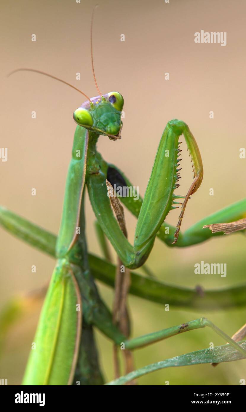 Mantis européen ou Mantis priant en latin Mantis religiosa Banque D'Images