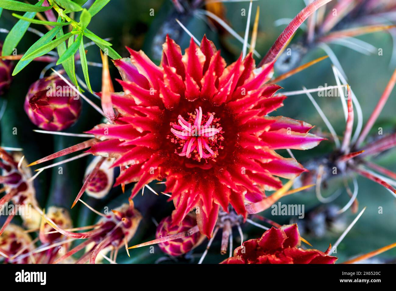 Red Barrel Cactus Flower gros plan. Gros plan de la belle fleur de cactus de baril de feu avec une couleur rouge frappante. Macro fleur Ferocactus gracilis Banque D'Images