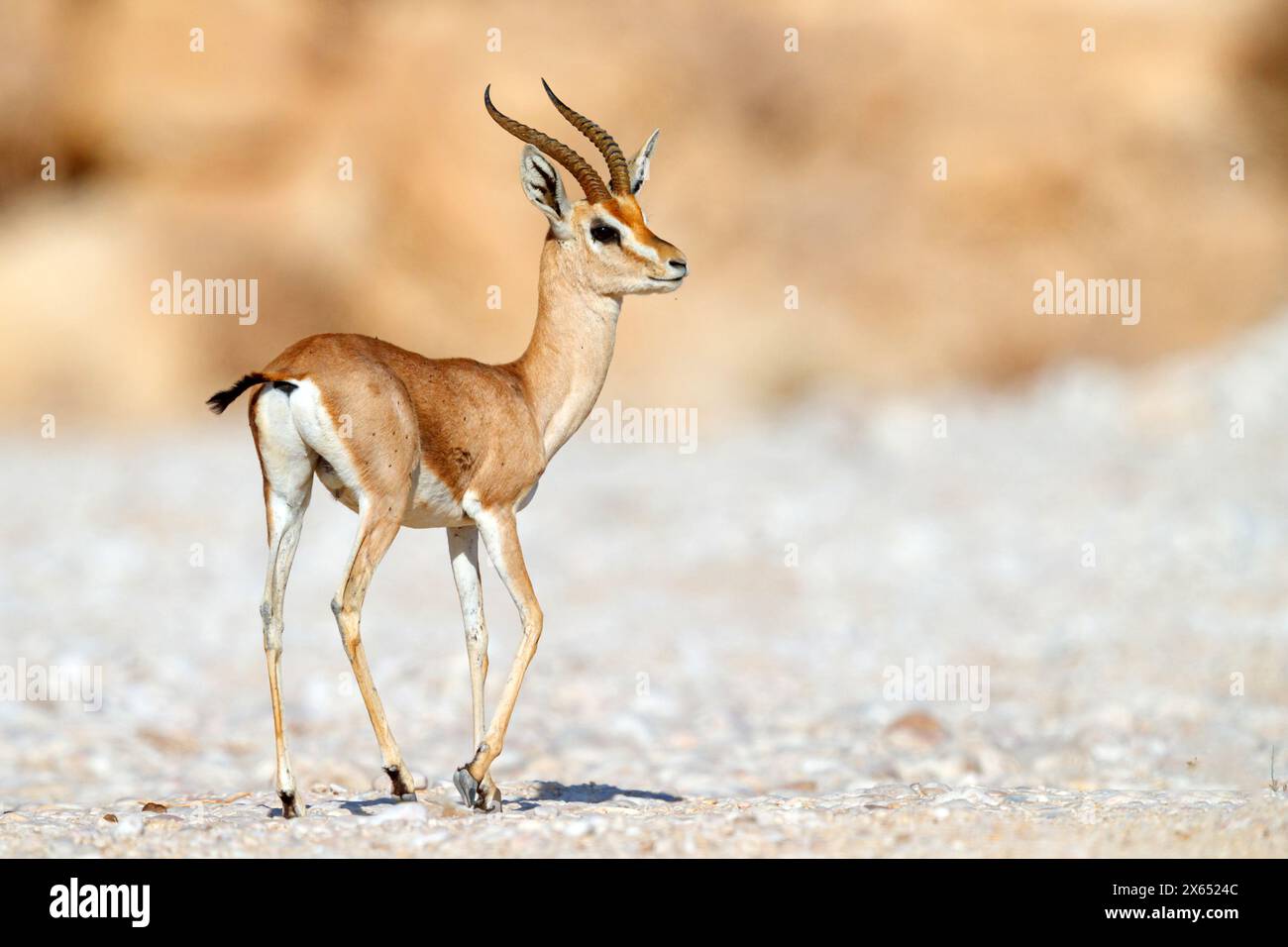 Arabische Gazelle, gazelle arabe, (Gazella arabica), Hornträger, Banque D'Images