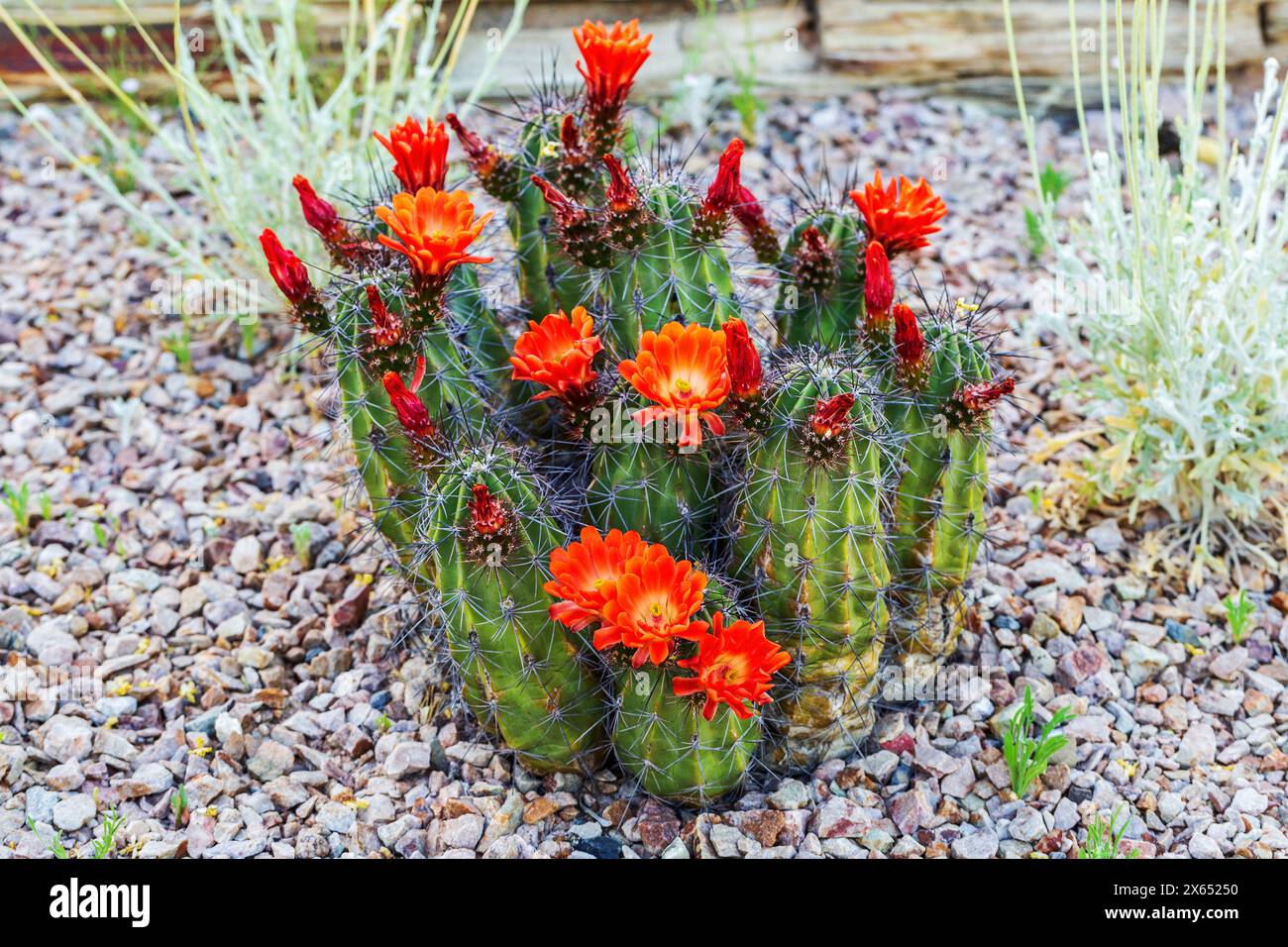 Cactus écarlate Hedgehog en fleurs dans le jardin. Cactus de hérisson en fleurs dans un paysage de jardin rocheux. Kingcup ou Claretcup cactus Echinocereus coccineus Banque D'Images