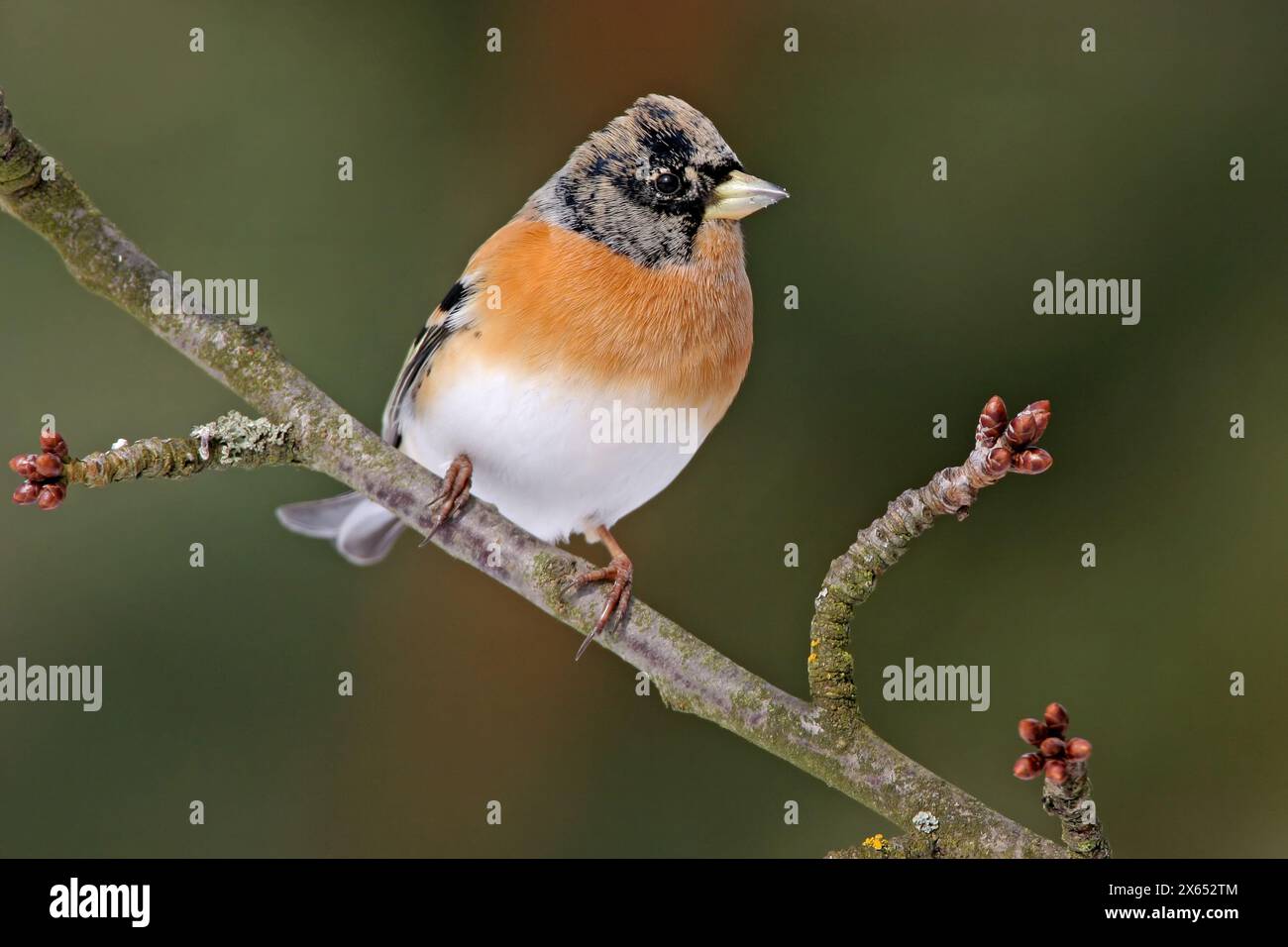 Bergfink, Brambling, (Fringilla montifringilla), Winter, Schnee, Nahrungssuche, Banque D'Images