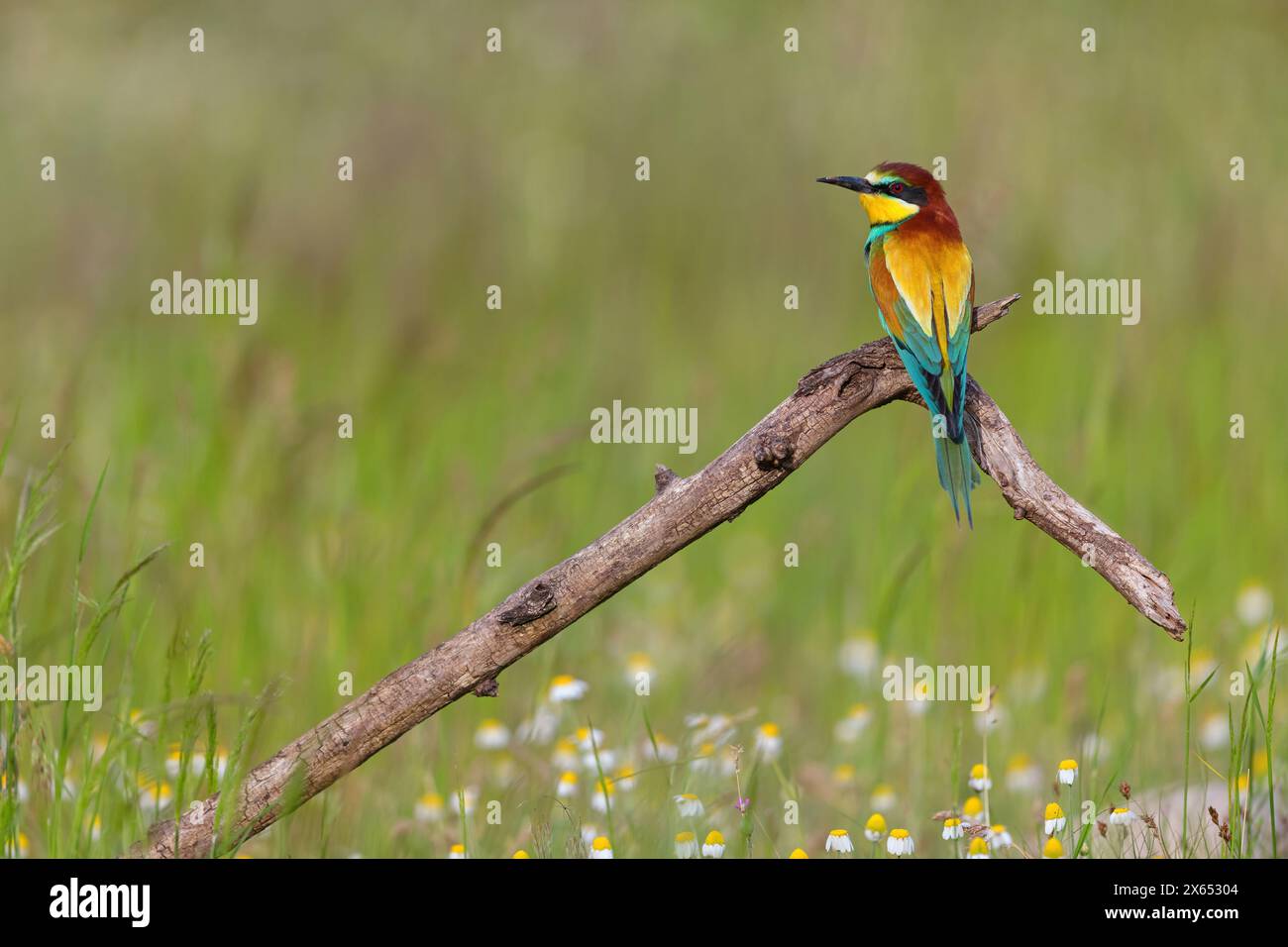 Bienenfresser, (Merops apiaster), Einzeltier, Sitzwarte, Banque D'Images