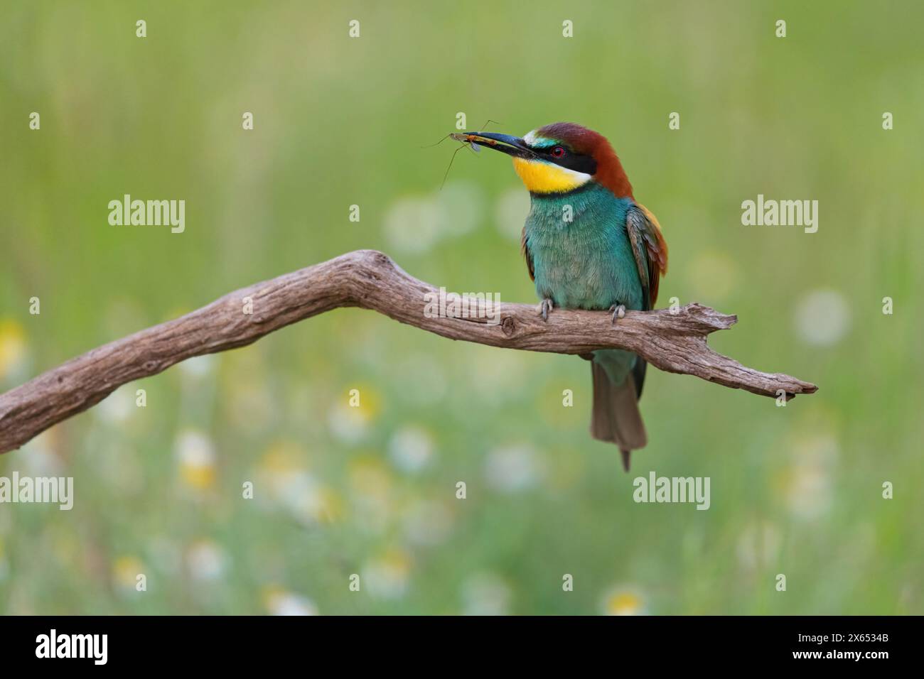 Bienenfresser, (Merops apiaster), Sitzwarte, Einzeltier, Wildblumen, Banque D'Images