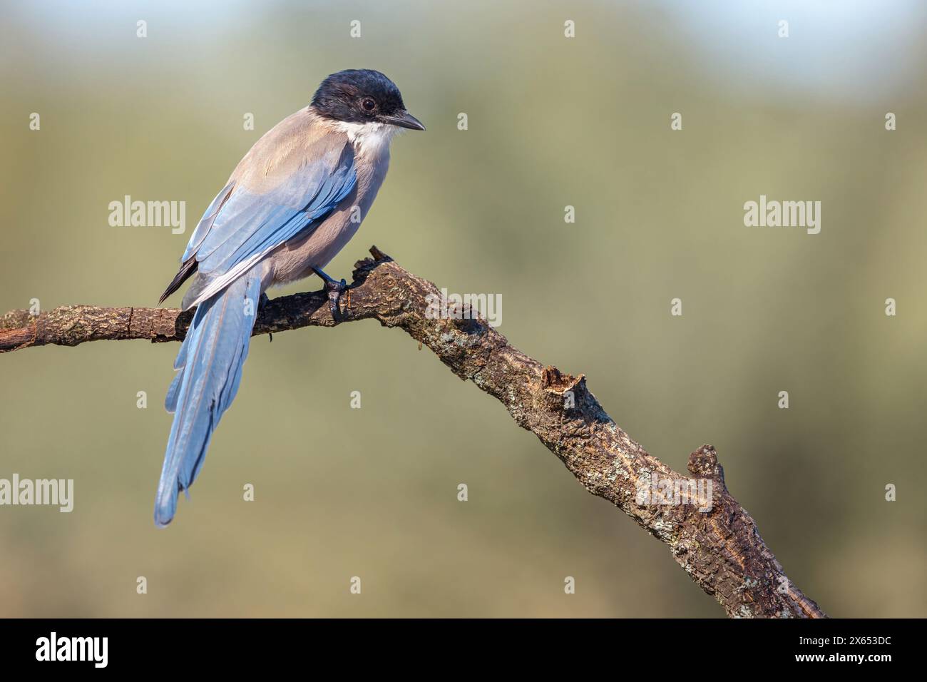 Blauelster (Cyanopica cyanus), Banque D'Images