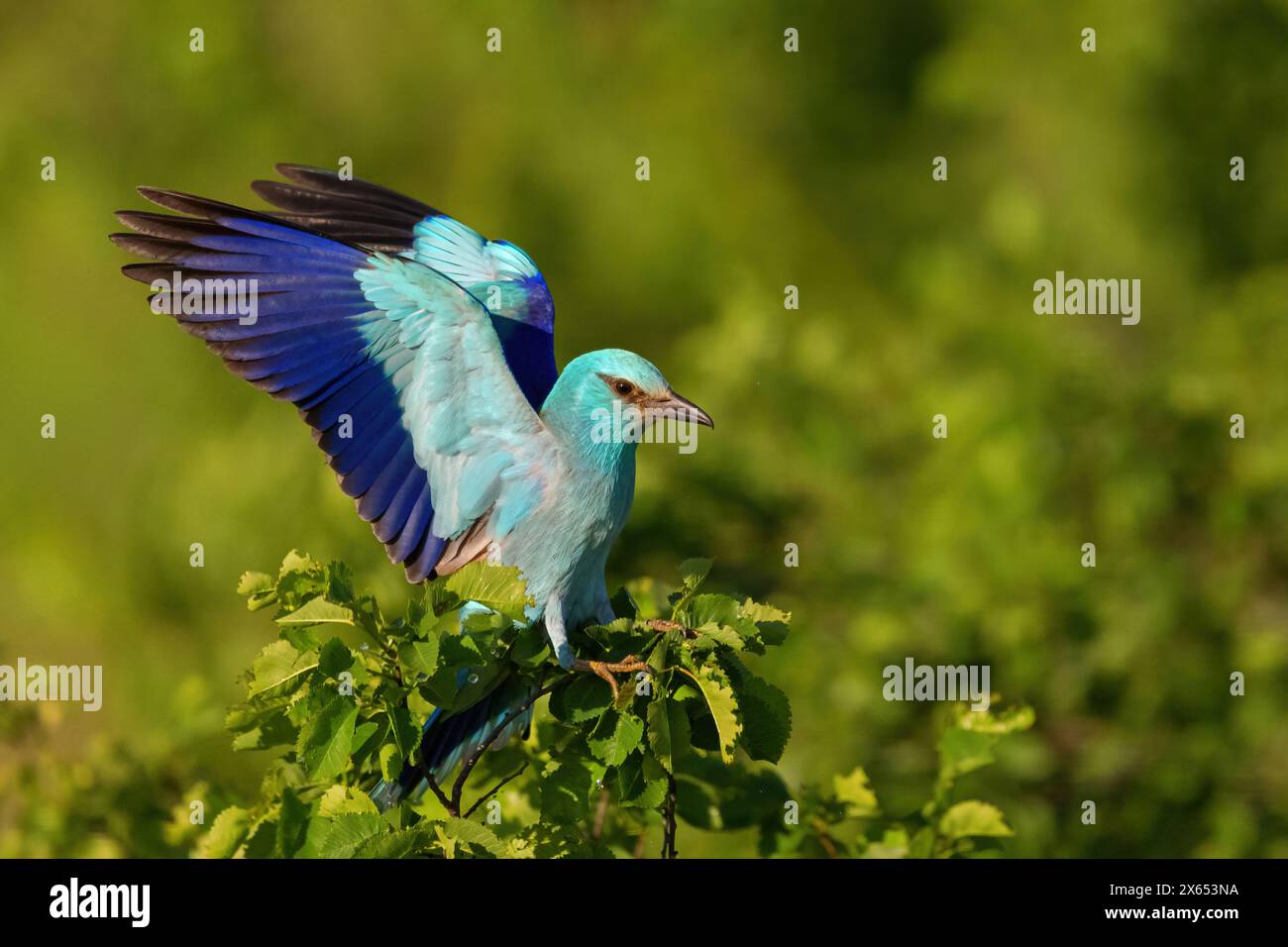 Blauracke, European Roller, Roller, (Coracias garrulus), auf Sitzwarte, Banque D'Images