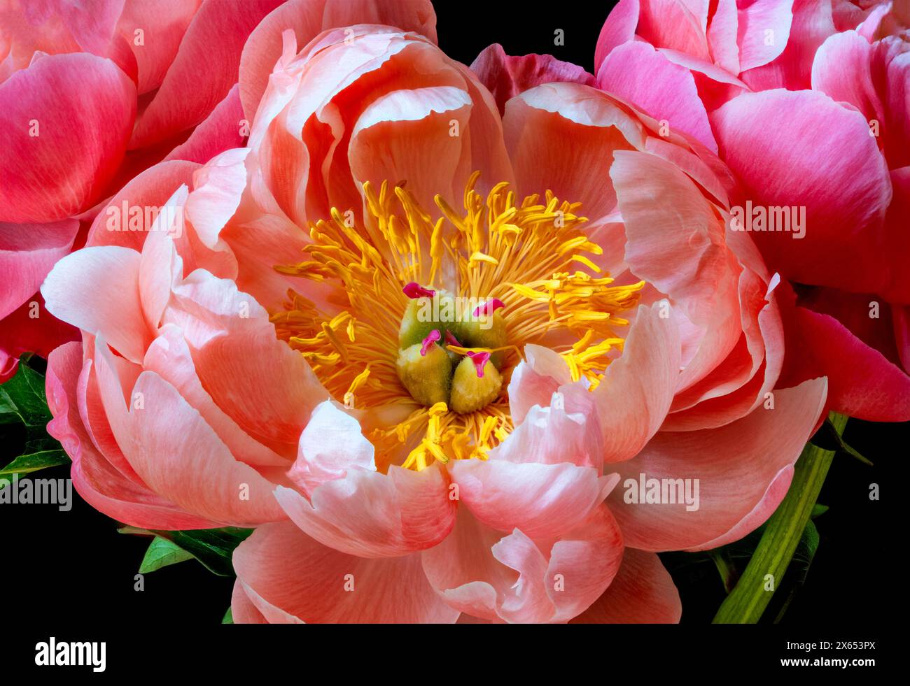 Un gros plan d'une pivoine rose fleurs montrant les couches de pétales et les anthères jaunes Banque D'Images