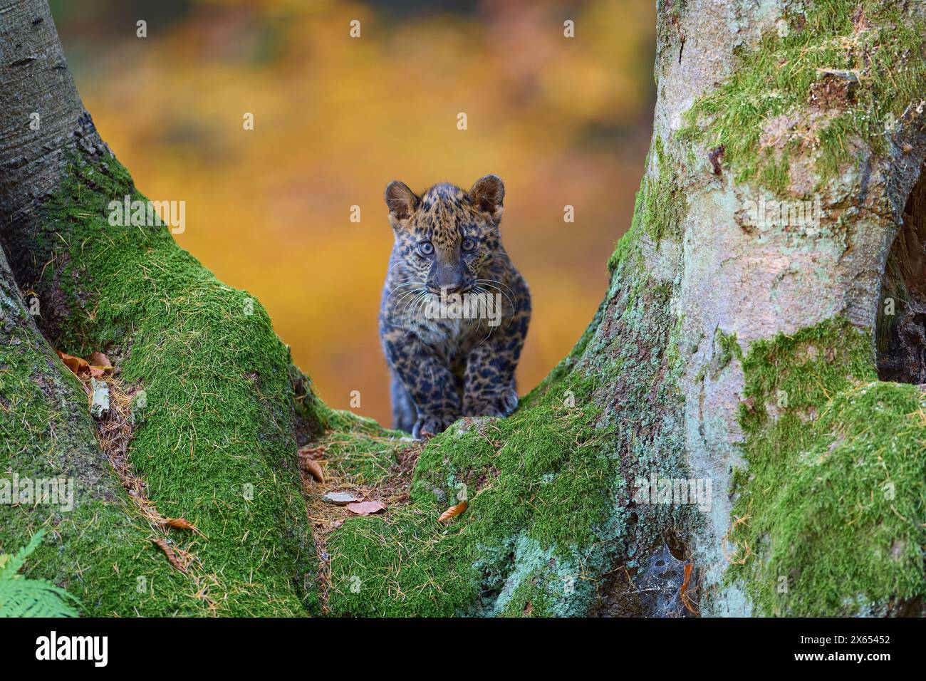 Léopard indien (Panthera pardus fusca), jeune animal sur arbre Banque D'Images