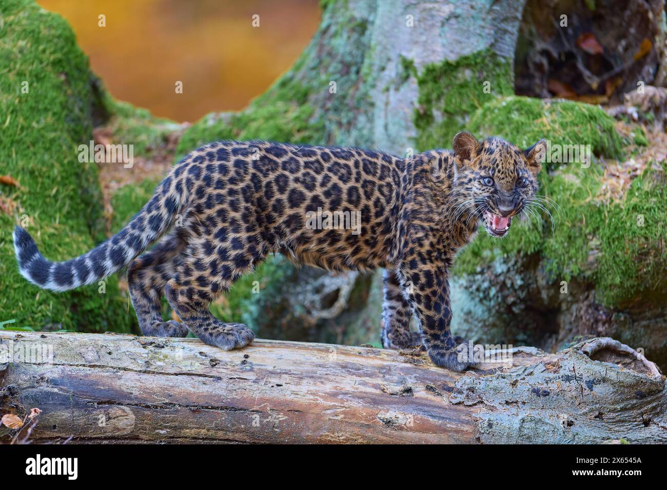 Léopard indien (Panthera pardus fusca), jeune animal sur tronc d'arbre Banque D'Images