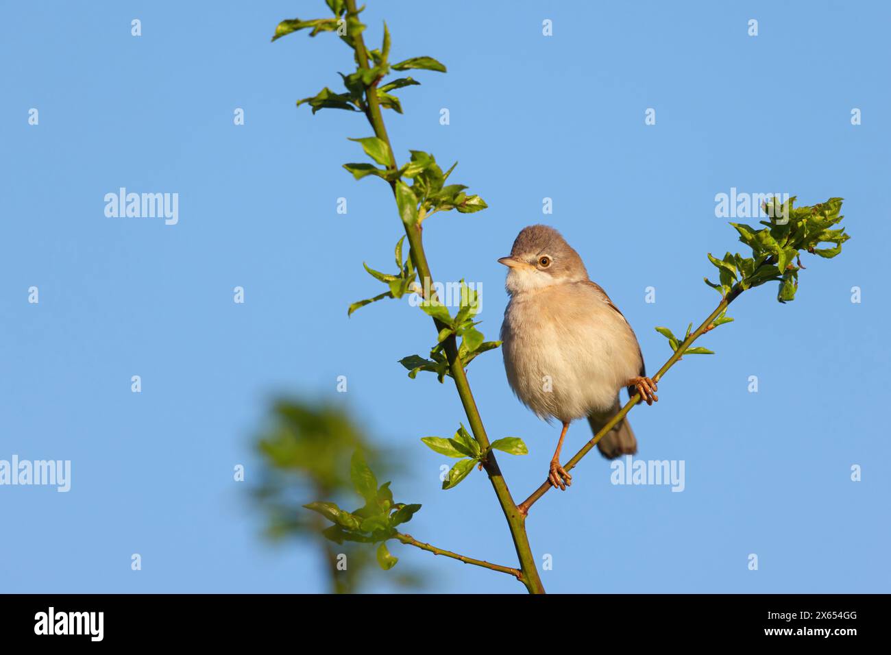 Dorngrasmücke, Common Whitethroat, Whitethroat, (Sylvia communis), Fauvette grisette, Curruca Zarcera, Singvogel, Gebüschschlüpfer, Banque D'Images