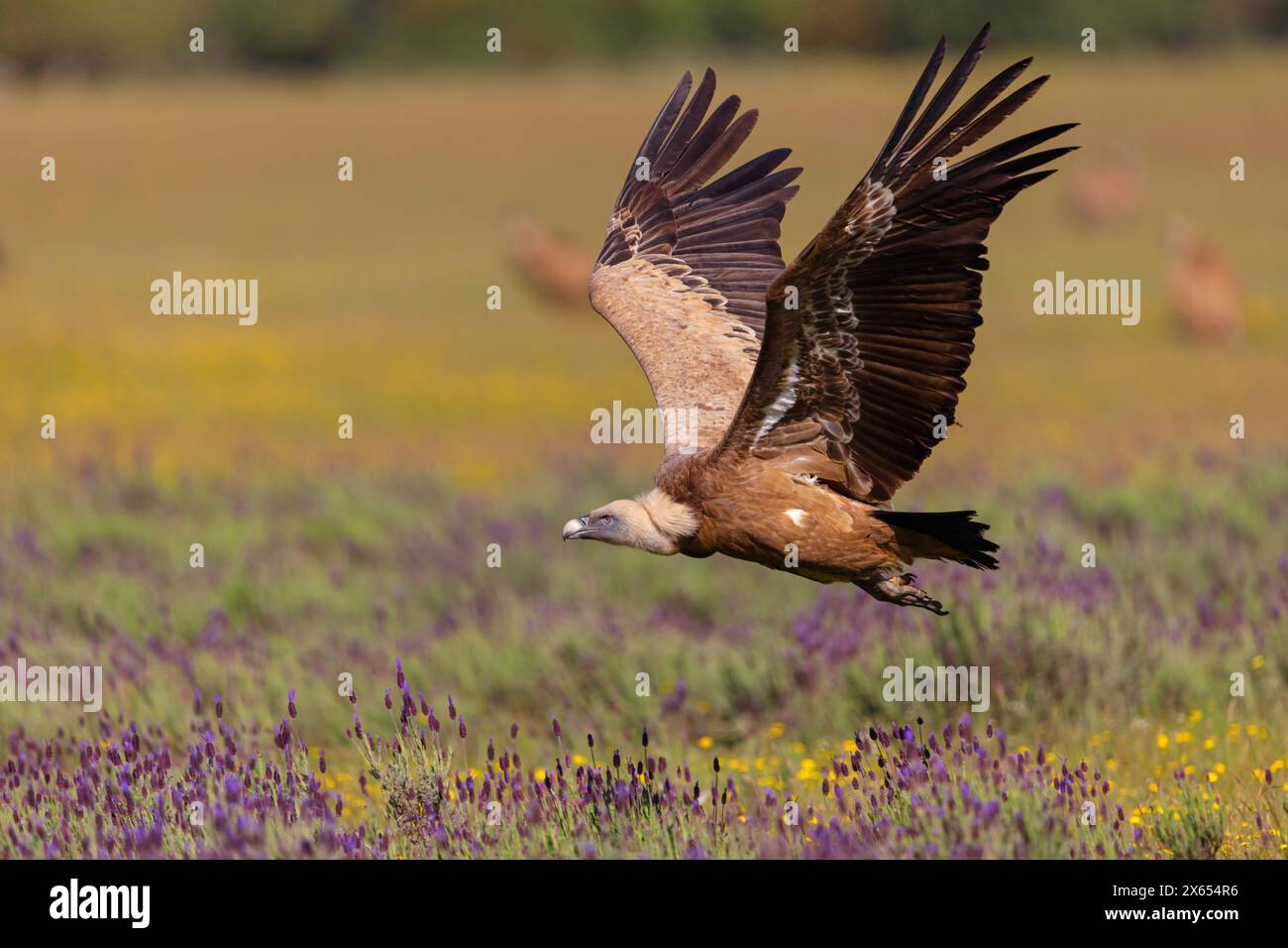 Gänsegeier, Allweltgeier, eurasien Griffon Vulture, Griffon Vulture, eurasien Griffon, (Gyps fulvu), Vautour fauve, Buitre Leonado, Landeanflug, Flugs Banque D'Images