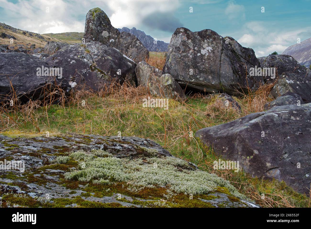 Ici, les mousses Racomitrium aquaticum et Racomitrium lanuginosum poussent ensemble sur un rocher à Snowdonia. Banque D'Images