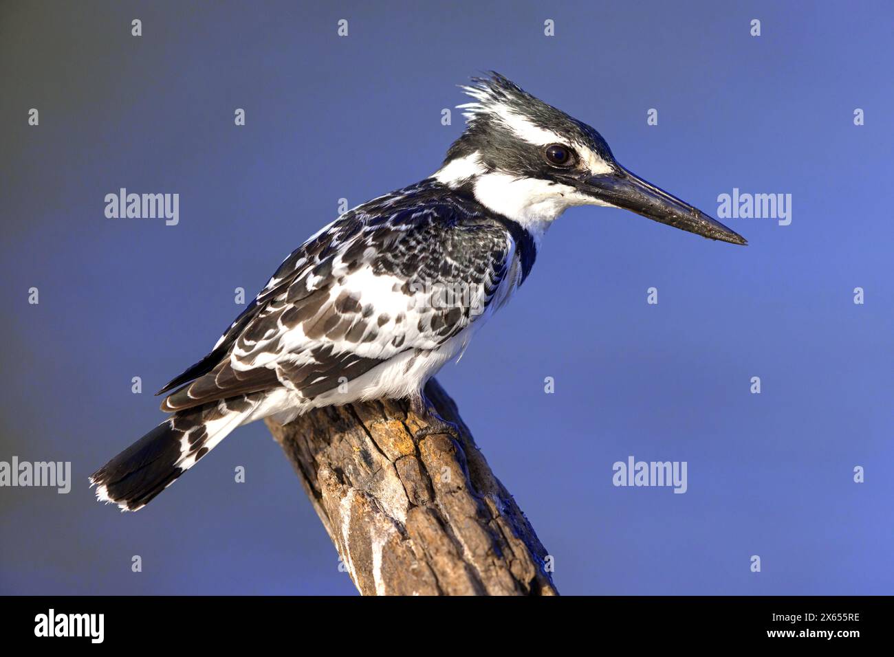 Graufischer, Eisvogel, Lesser pied Kingfisher, pied Kingfisher, (Ceryle rudis), tarte Alcyon, MartÌn Pescador PÌo Banque D'Images