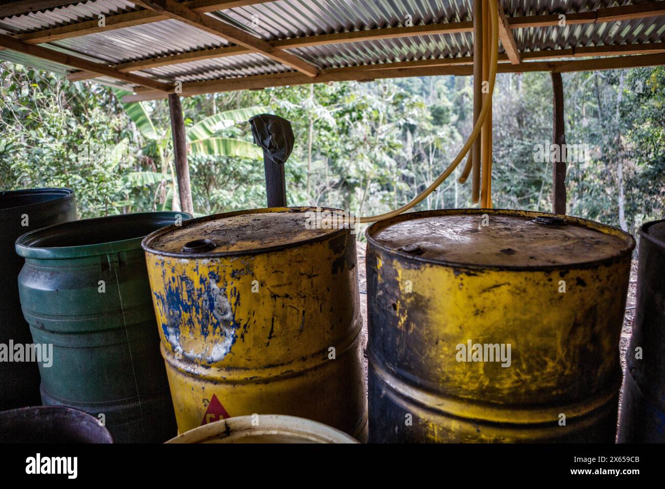 Cocaïne, plantation et préparation de cocaïne, drogue, Colombie Banque D'Images