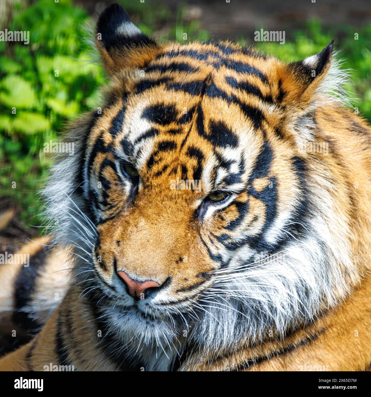 Portrait d'un tigre de Sumatra ou de Sunda, Panthera tigris sondaica , la plus petite sous-espèce de tigre et en danger critique d'extinction dans la nature. Banque D'Images