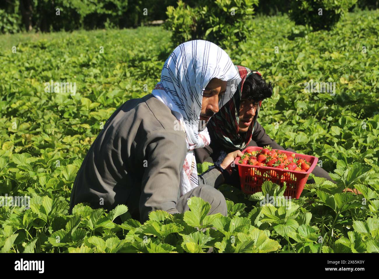 Nangarhar, Afghanistan. 12 mai 2024. Les agriculteurs récoltent des fraises dans le district de Khogyani, province de Nangarhar, Afghanistan, le 12 mai 2024. Crédit : Aimal Zahir/Xinhua/Alamy Live News Banque D'Images