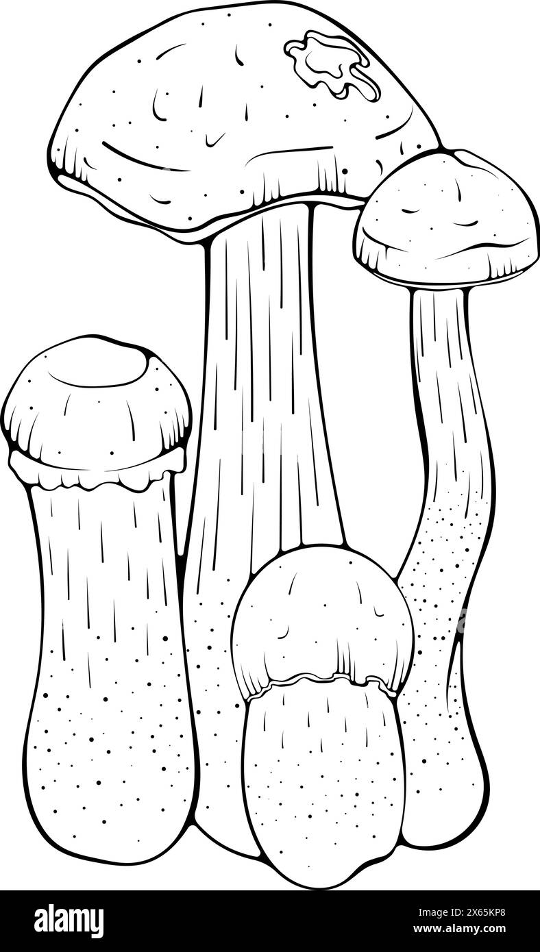 Composition avec chapeau brun champignons boletus line art Illustration de Vecteur