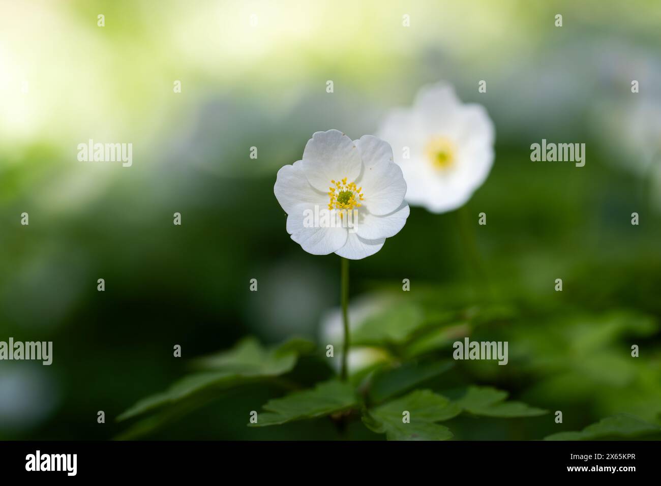 Anémone de bois (anémone nemorosa) par une journée ensoleillée. Fond blanc de fleurs sauvages. Parc de la vieille ville. Prairie de fleurs sauvages. Papier peint. Mise au point sélective. Banque D'Images