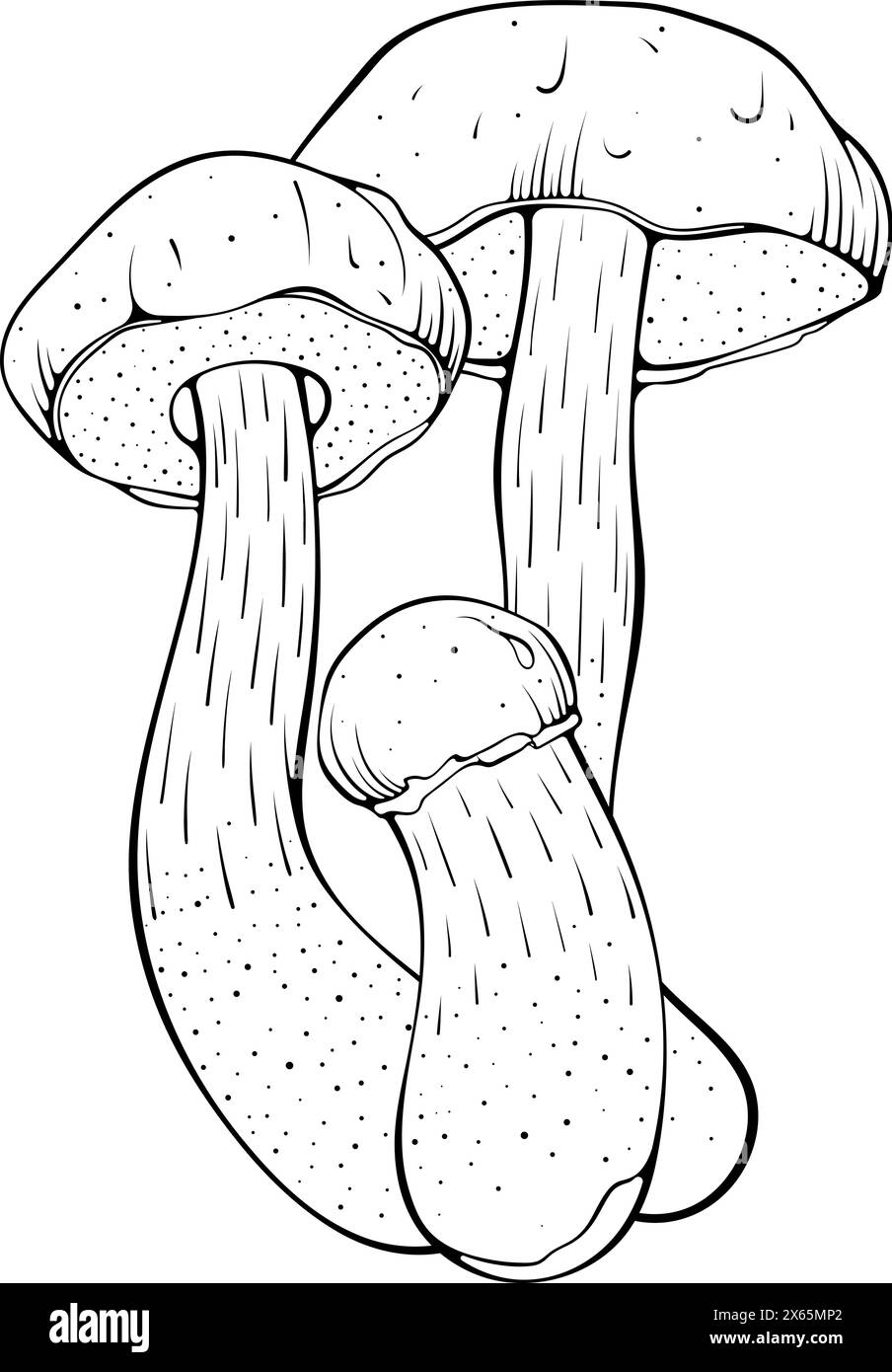 Composition avec chapeau brun champignons boletus line art Illustration de Vecteur