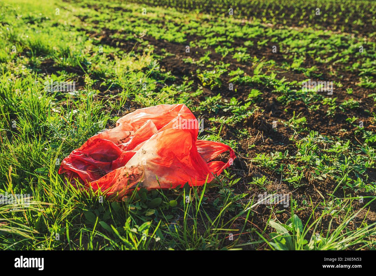 Sac en plastique rouge dans le champ agricole cultivé, dommages environnementaux et concept de pollution, foyer sélectif Banque D'Images