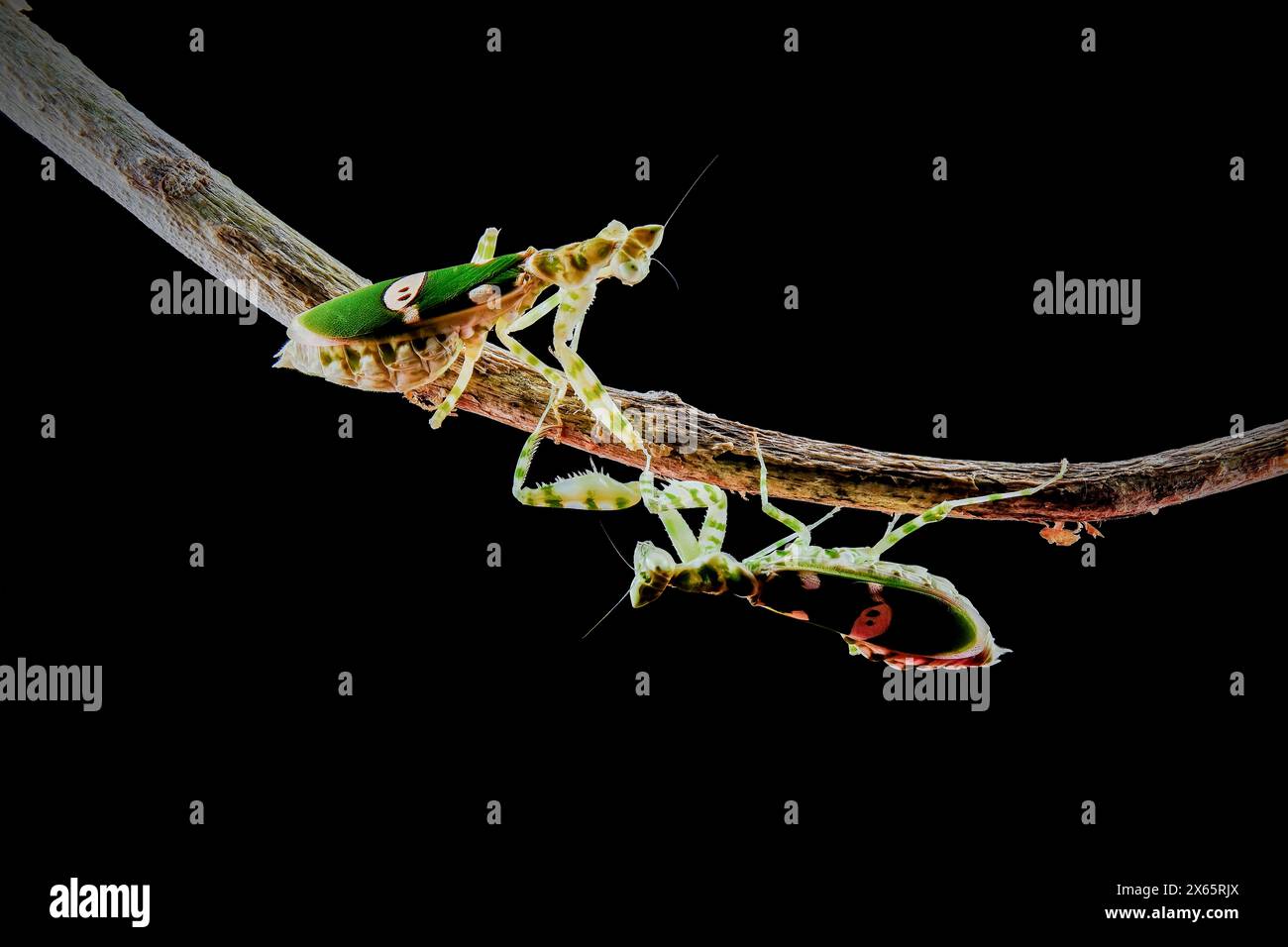 La Mantise de l'armée combattante sur la branche Banque D'Images