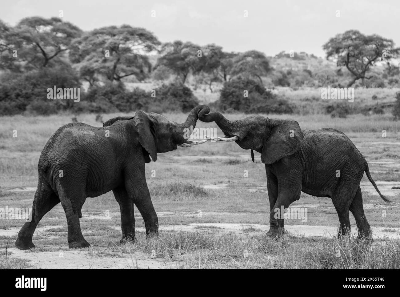 Jeunes éléphants en jeu en noir et blanc devant Baobab tr Banque D'Images