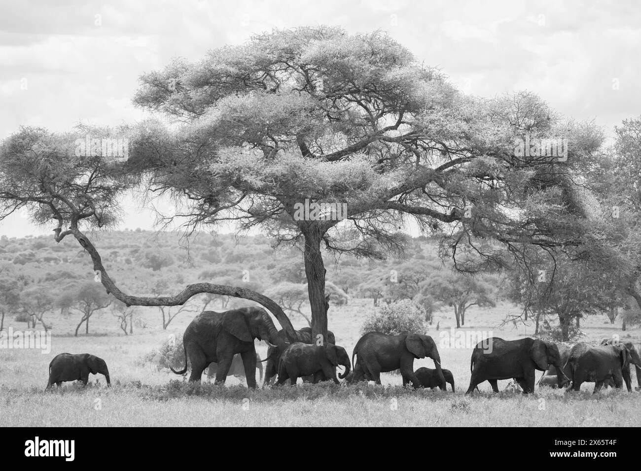 Un troupeau d'éléphants prend une pause de la chaleur de la journée dans la Sha Banque D'Images