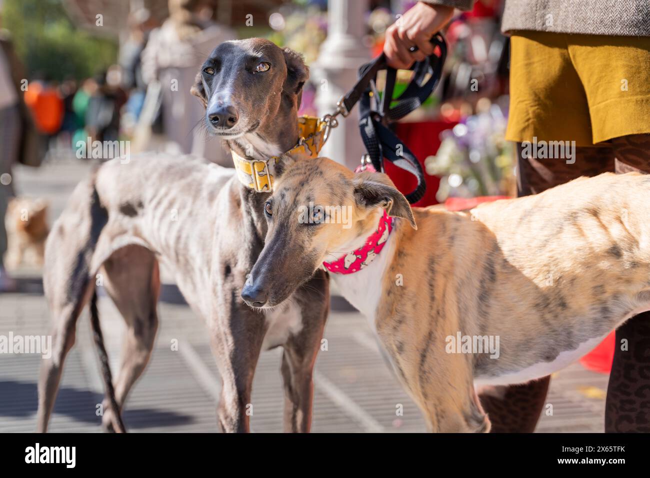 Le Galgo Español, ou lévrier espagnol, est une ancienne race de chien, un membre de la famille des sighthound. Deux lévriers espagnols en laisse dans la ville c Banque D'Images