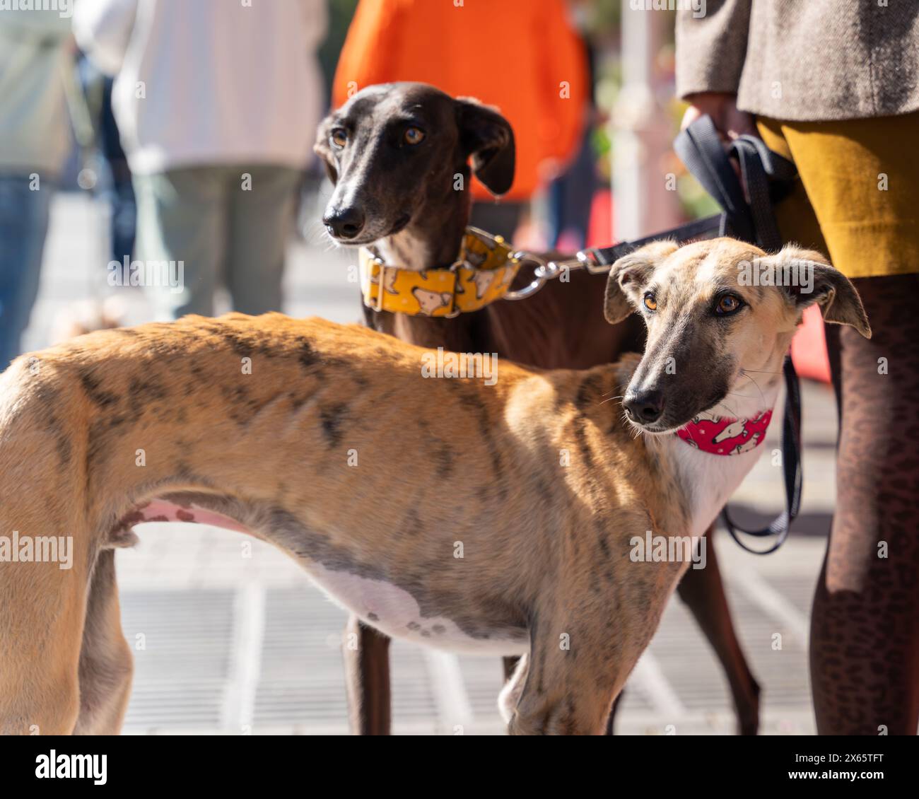Le Galgo Español, ou lévrier espagnol, est une ancienne race de chien, un membre de la famille des sighthound. Deux lévriers espagnols en laisse dans la ville c Banque D'Images