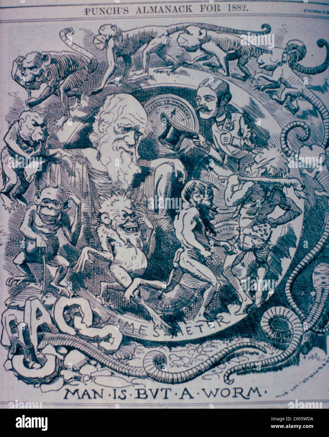 L'homme n'est qu'un ver, dessin animé sitirifiant la théorie de l'évolution de Charles Darwin, illustration, 1882 Banque D'Images