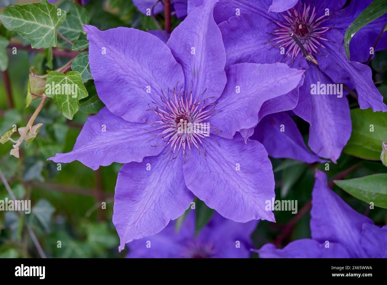 Gros plan avec Clematis en fleurs (étoile de l'Inde). Banque D'Images