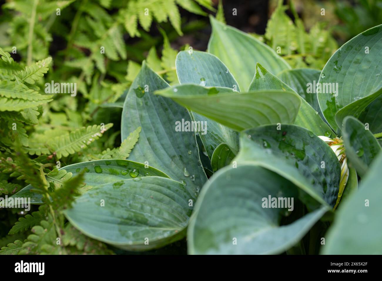 Hostas et fougères dans le jardin Banque D'Images